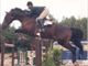Equestrian Jobseeker Profile Photo