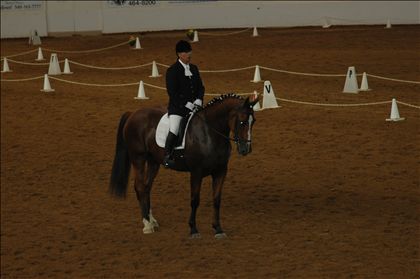 Equestrian Jobseeker Photo: