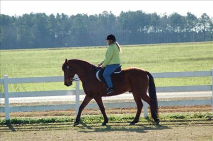 Equestrian Jobseeker Photo: Me schooling Frankie