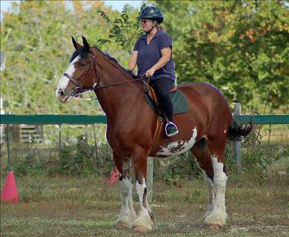 Equestrian Jobseeker Photo: Me on Kilty