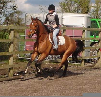 Equestrian Jobseeker Photo: i backed and broke this horse