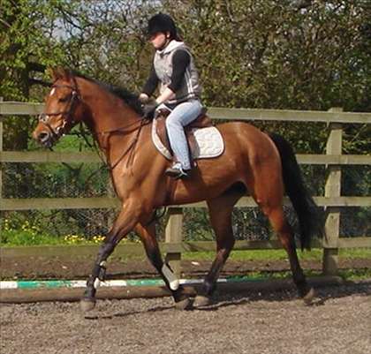 Equestrian Jobseeker Photo: 