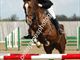 Equestrian Jobseeker Profile Photo