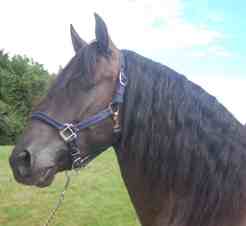 Equestrian Employer Photo: