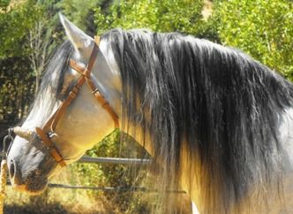 Equestrian Employer Photo: