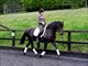 Equestrian Jobseeker Profile Photo