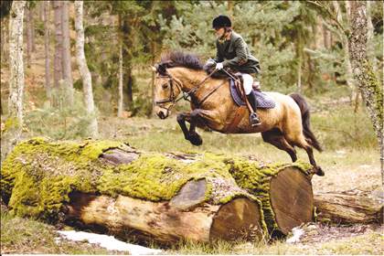 Equestrian Jobseeker Photo: