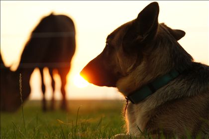 Equestrian Employer Photo: