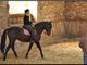 Equestrian Jobseeker Profile Photo