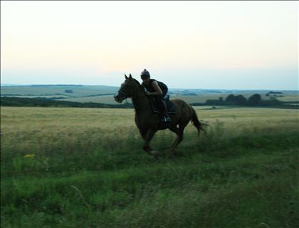 Equestrian Jobseeker Photo: