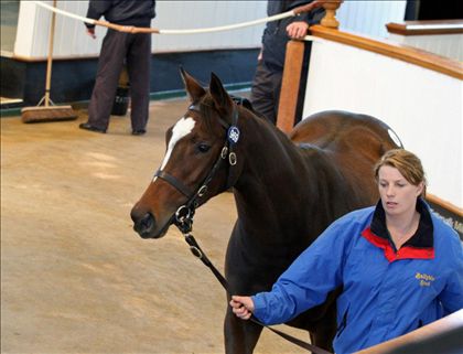 Equestrian Employer Photo: newmarket foal sales