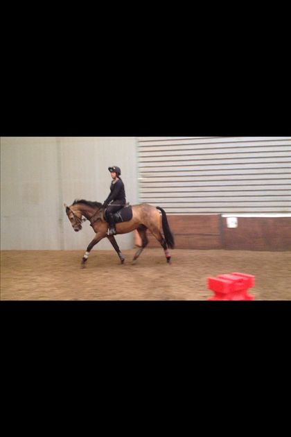 Equestrian Jobseeker Photo: