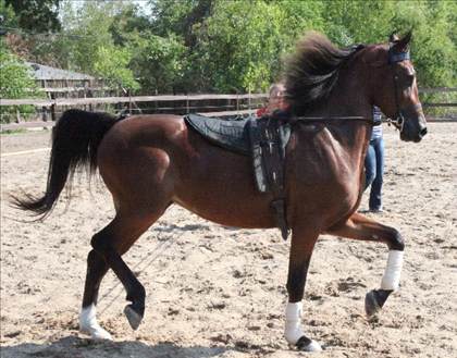 Equestrian Employer Photo: 