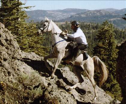 Equestrian Jobseeker Photo: Tevis