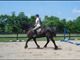 Equestrian Jobseeker Profile Photo