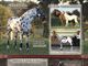 Equestrian Employer Profile Photo