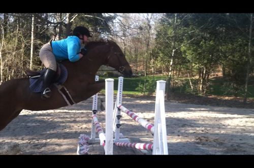 Equestrian Jobseeker Photo: