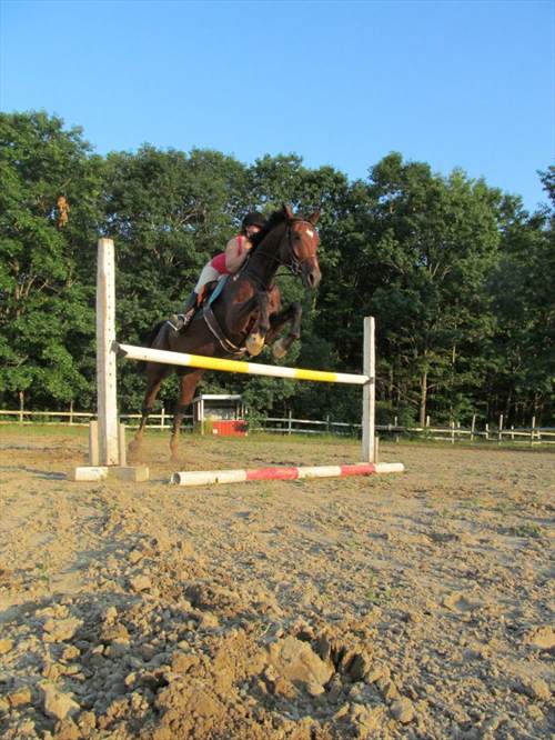 Equestrian Jobseeker Photo: