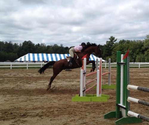 Equestrian Jobseeker Photo: Dutch Warmblood gelding that I trained and I at the Fidelity Investments Jumper Classic.