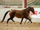 Equestrian Employer Profile Photo