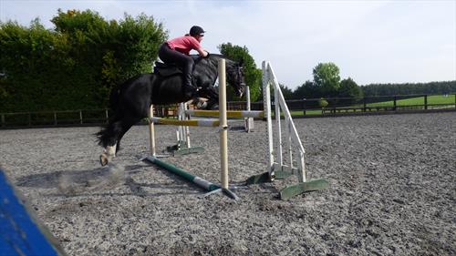 Equestrian Jobseeker Photo: