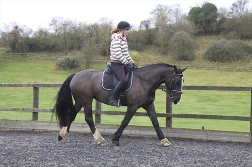 Equestrian Jobseeker Photo: