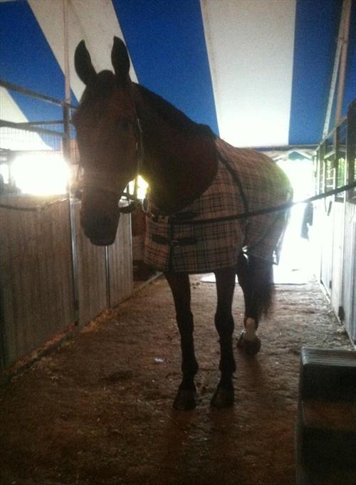 Equestrian Jobseeker Photo: