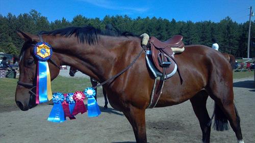 Equestrian Jobseeker Photo: