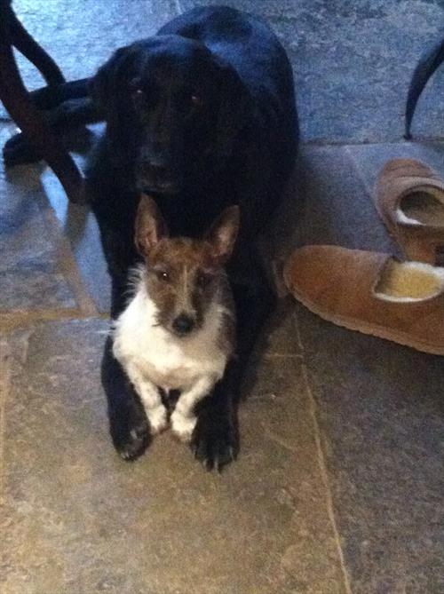 Equestrian Jobseeker Photo: