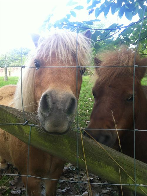 Equestrian Jobseeker Photo: