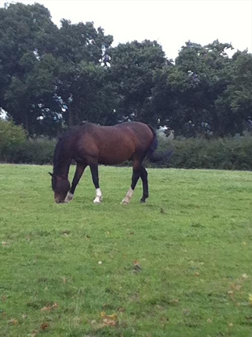 Equestrian Jobseeker Photo: