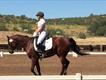 Equestrian Jobseeker Profile Photo