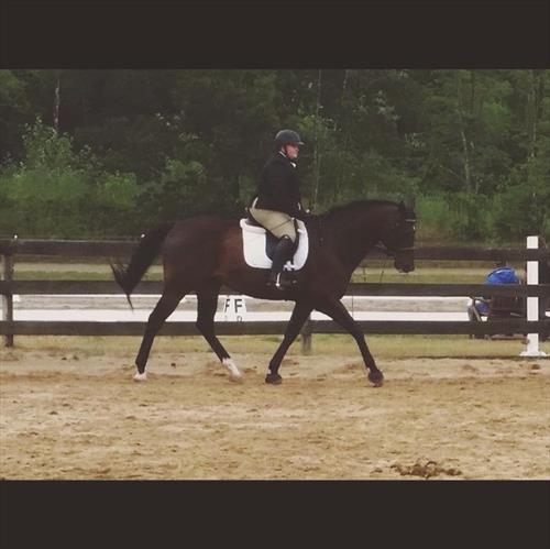 Equestrian Jobseeker Photo: Horse I leased Derby Talk Dressage Show. Sir Camelot 16.2hh Thoroughbred.2016