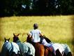Equestrian Jobseeker Profile Photo