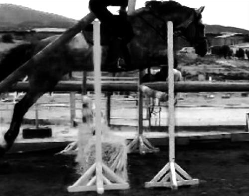 Equestrian Jobseeker Photo: Romania 2016