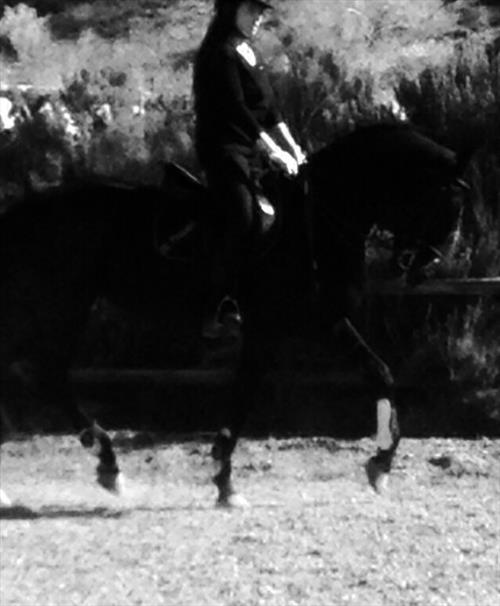 Equestrian Jobseeker Photo: School for Coaches Seminars Markopoulon Stadium 2015