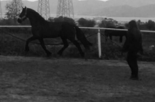 Equestrian Jobseeker Photo: Groundwork with Stallions