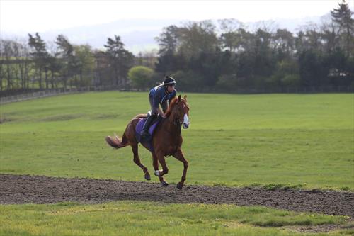Equestrian Jobseeker Photo: Micky Hammond trained Alderbrook Lad and myself on Middleham Moor