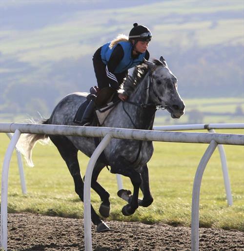 Equestrian Jobseeker Photo: Micky Hammond trained Dakota Grey