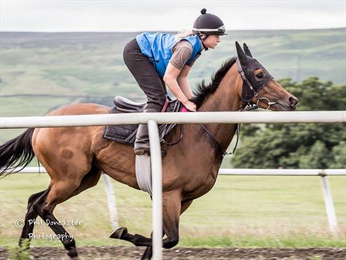 Equestrian Jobseeker Photo: Micky Hammond trained Angel Meadow
