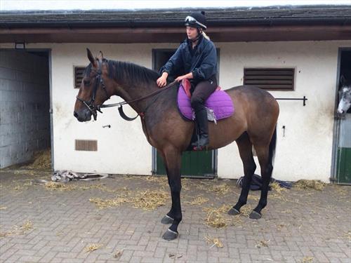 Equestrian Jobseeker Photo: 4 yo Mahler gelding being backed