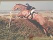 Equestrian Jobseeker Profile Photo