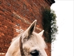 Equestrian Jobseeker Profile Photo