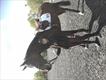 Equestrian Jobseeker Profile Photo