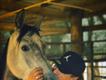 Equestrian Jobseeker Profile Photo