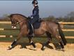 Equestrian Jobseeker Profile Photo