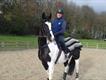 Equestrian Jobseeker Profile Photo
