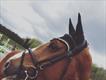 Equestrian Jobseeker Profile Photo