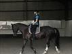 Equestrian Jobseeker Profile Photo