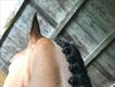 Equestrian Jobseeker Profile Photo